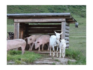 Pension-Lothringerhof-Dorfgastein-Schweine-Ziegen