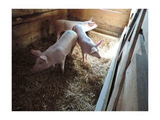 Pension-Lothringerhof-Dorfgastein-Ferkel