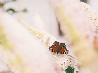 Haus Nefer, Bad Gastein