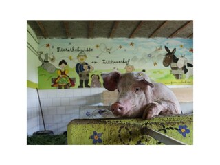 Zittrauerhof-Bad-Hofgastein-Schwein im Kinderstall