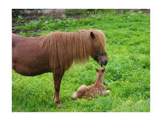 Zittrauerhof-Bad-Hofgastein-unsere Tiere