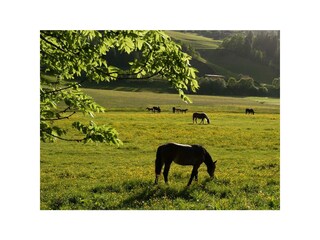 Zittrauerhof-Bad-Hofgastein-unsereNoriker