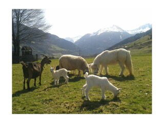 Zittrauerhof-Bad-Hofgastein-Erster Weidegang 2017
