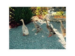 Zittrauerhof-Bad-Hofgastein-Entenparade