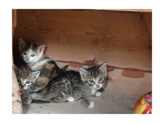 Zittrauerhof-Bad-Hofgastein-Katzennachwuchs