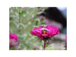 Zittrauerhof-Bad-Hofgastein-Duftgarten