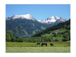 Zittrauerhof-Bad-Hofgastein-unsere Pferde