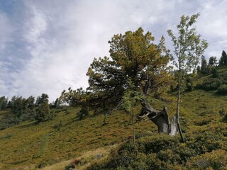 Finsterkarseeweg Donnersbachwald