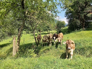 Jungvieh auf der Premalm