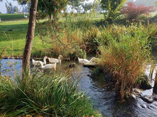 Gänse in Aigen