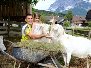 Tiere am Hof