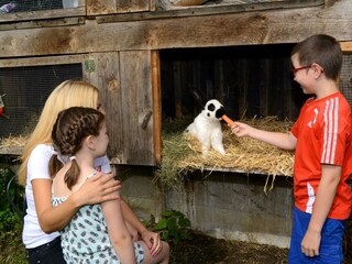 Tiere am Hof