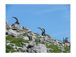 Steinbock