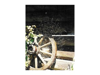 Spinnennetz