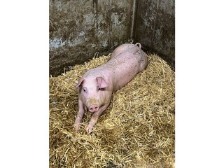 IMG_2951