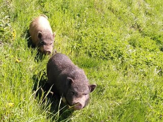 MINISCHWEINE02