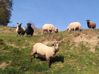 shetland 1 cut hoch