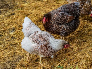 _DSC7796