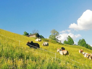 ZEBU 01