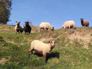 shetland 1 cut hoch