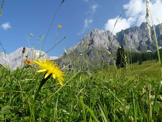 blumen-hochkoenig-landschaft