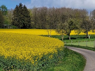 blühender Raps