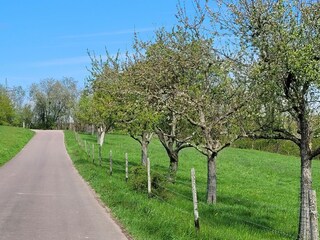 Die Bäume schlagen aus