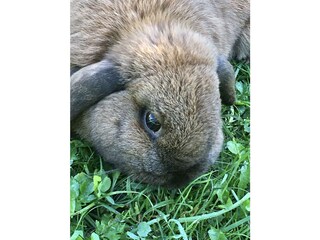 Hase Knödel