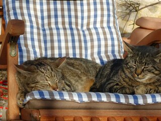 Unsere Mäusejäger genießen die Wintersonne
