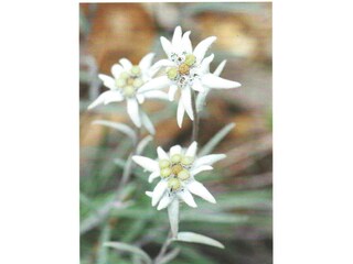 Das Edelweiß Bräuche und Traditionen