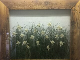 EdelweißBild