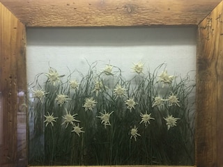 EdelweißBild