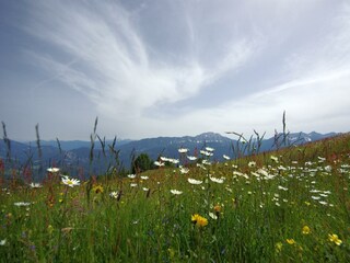Almwiesen vor dem FICHTENHEIM