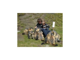 Murmeltiere fast zahm