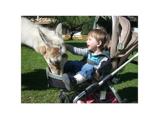 Moritz und sein Lieblingslama