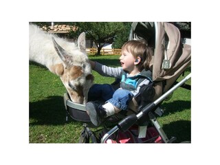 Moritz und sein Lieblingslama