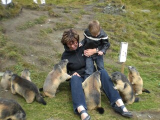Familie Murmeltier