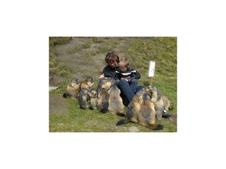 Murmeltiere fast zahm