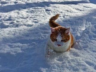 Unser Schneepflug: Kater Asterix