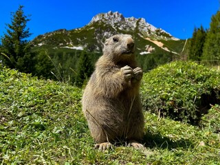 Mit etwas Glück seht Ihr Murmeltiere bei uns