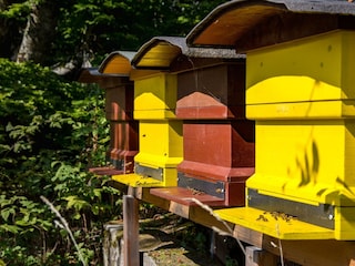 Fleissige Bienen am Danielsberg