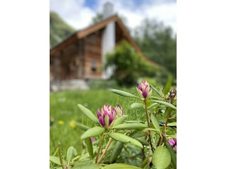 Hu?tte außen Fru?hling Portra?t Pflanze