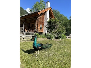 Romantikhu?tte Eggerfeld mit Pfau