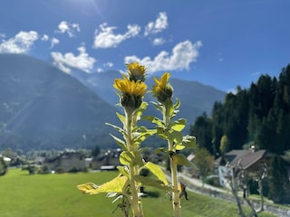 Blumen