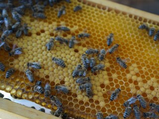 Schotthofbienen