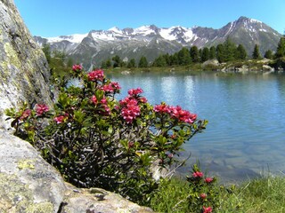 Berglisee mit Alpenrosen