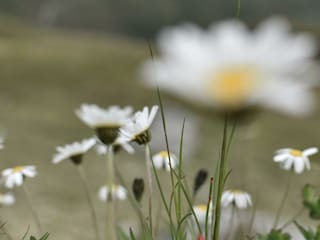 Sommer