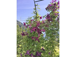 Clematis