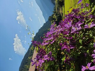 clematis
