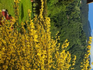 Ginsterblühte